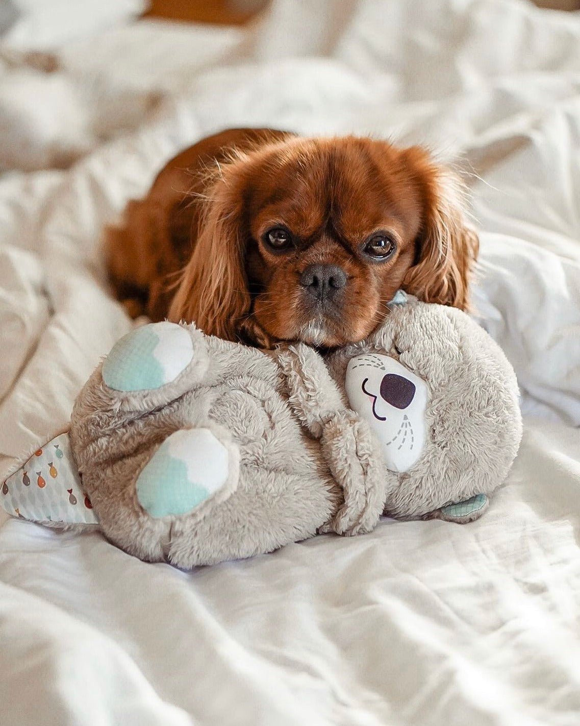 🦦 Breathing Otter Teddy 🦦 - lumpn